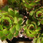 ILCSI Stonecrop products